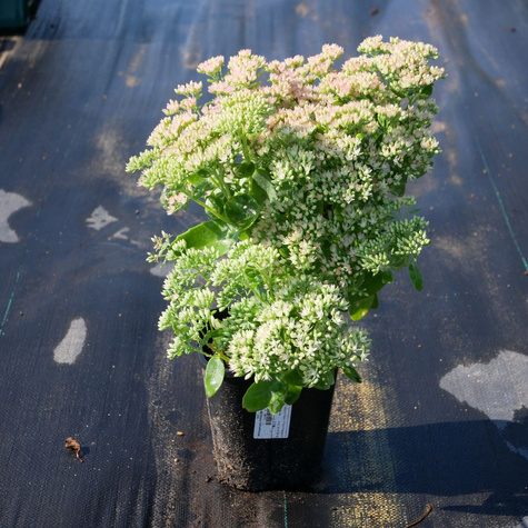 Rozchodnik Wielki Herbstfreude (C2)