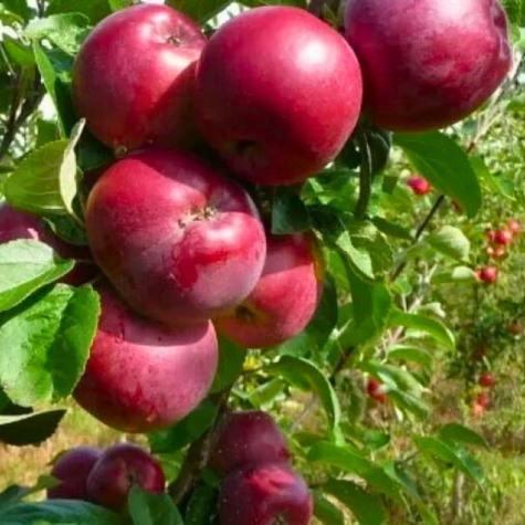 Jabłoń Cortland Wicki Zimowa Plant Pack