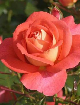 Róża rabatowa Sommersonne łososiowa balot