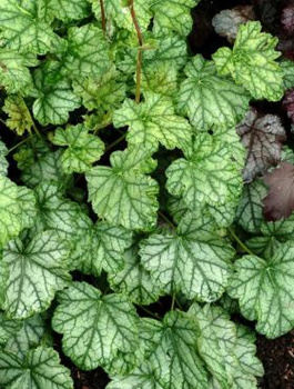 Żurawka ogrodowa Frosted Green (C2)