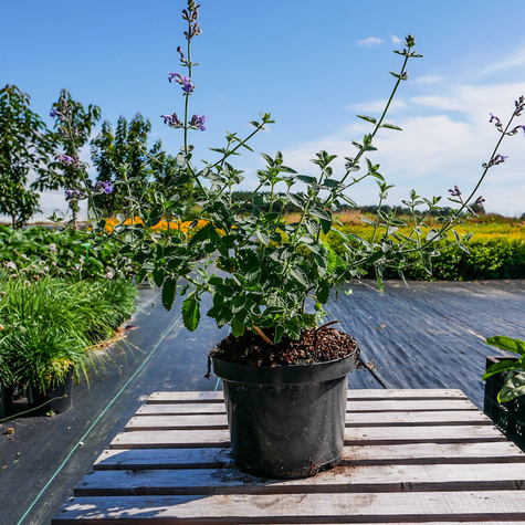 Kocimiętka Faassena