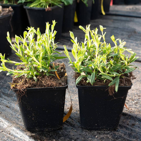 Hyzop lekarski Albus (C2)