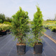 Thuja Tuja Żywotnik Smaragd Zielona zimą C2 