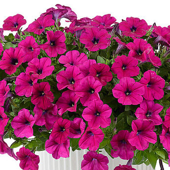 Surfinia jasnoburgundowa z żyłkowaniem Capella Burgundy