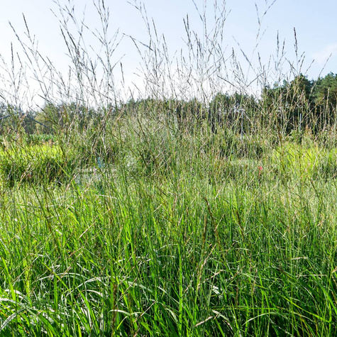 Trzęślica trzcinowata 'Fontäne'