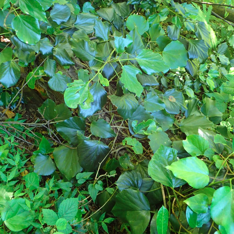 Bluszcz kolchidzki Denata