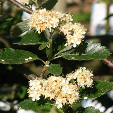 Jarząb szwedzki Brouwes