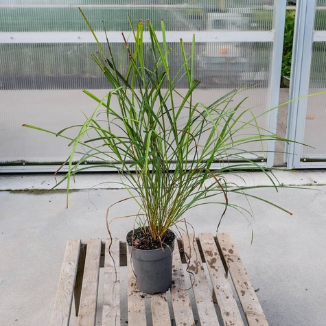 Miskant chiński Purple Fall (C2)