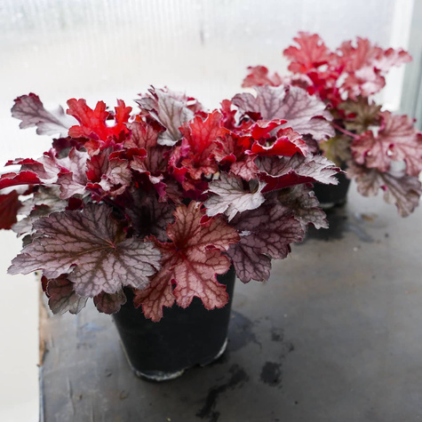 Żurawka ogrodowa Northern Exposure (C2)