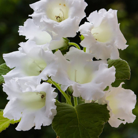 Gloksynia Mont Blanc