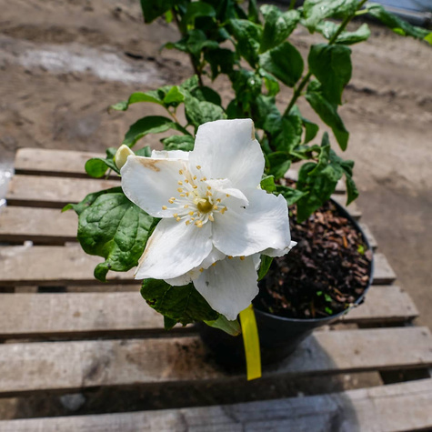 Jaśminowiec panieński Biały Karzeł (C2)