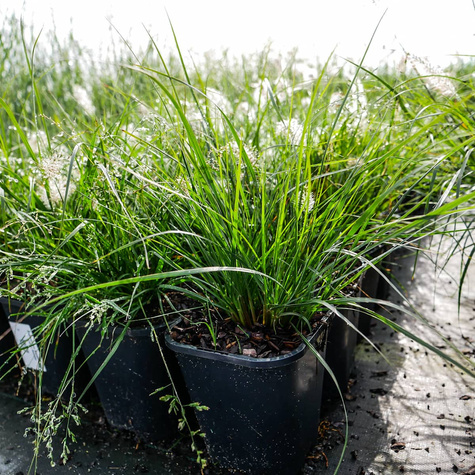 Pennisetum alopecuroides, Rozplenica japońska, Piórkówka 'Weserbergland'