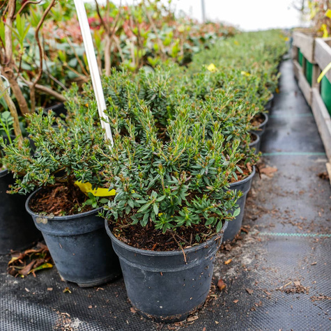 Dabecja kantabryjska (C2)