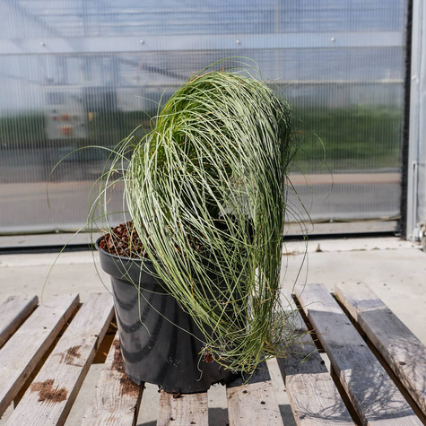 Turzyca włosowa Mint Curls (C2)