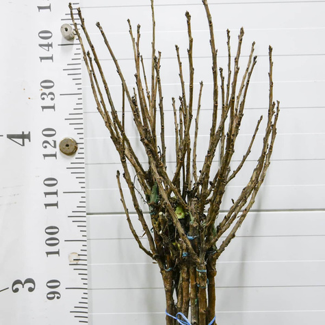 Porzeczka czarna Titania na pniu Plant Pack