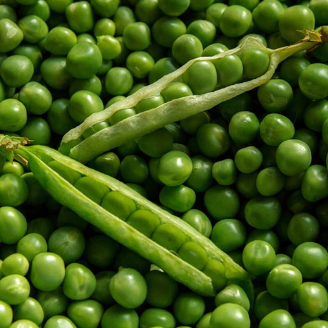 Groch łuskowy Sześciotygodniowy Wczesny 40g