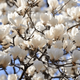 Magnolia Alba Superba (C2)