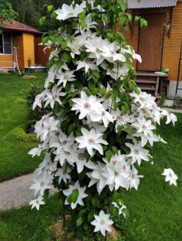 Powojnik Clematis Beautiful Bride (C2)