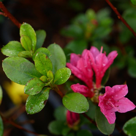 Azalia japońska Tareador