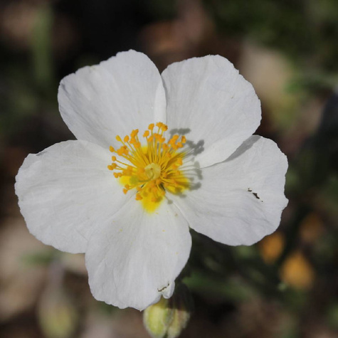 Posłonek The Bride (C2)