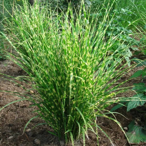 Miskant chiński Gold Bar (C2)