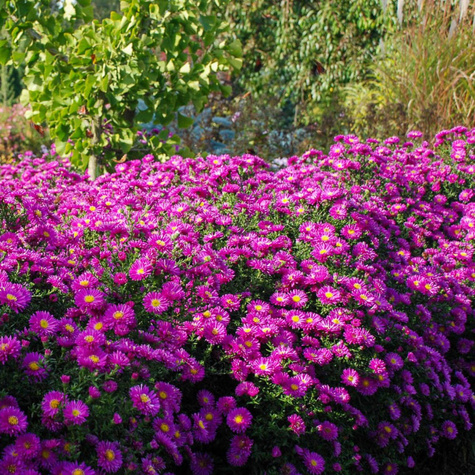 Aster krzaczasty Kassel różowy (C2)