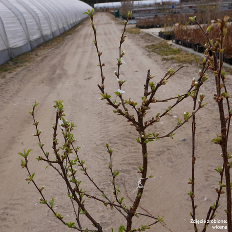 Wiśnia kosmata Biały Ninja (C2)