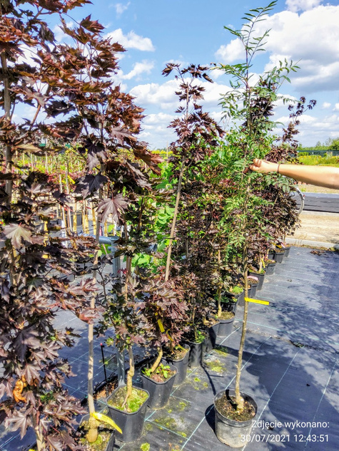 Jarząb jadalny Moravica