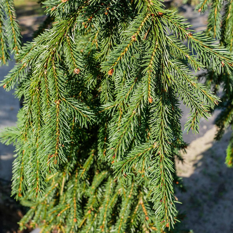 Świerk pospolity Rothenhaus
