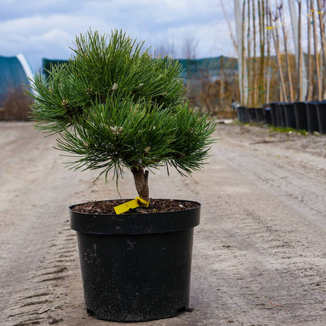 Sosna czarna Borovany szczepiona NP