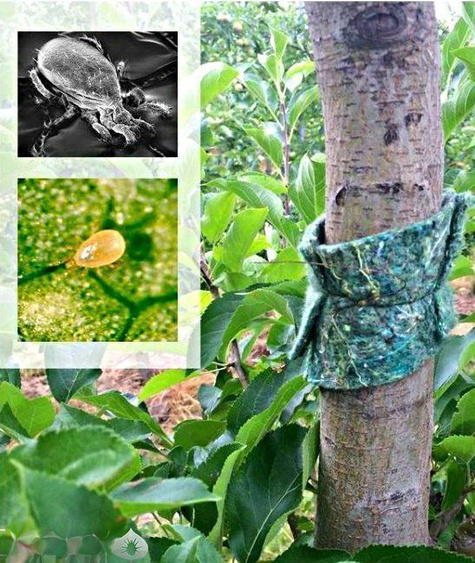 Dobroczynek Gruszowy 50 Opasek