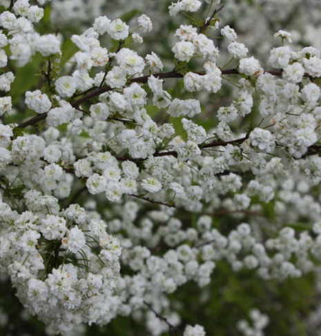 Tawuła śliwolistna Goldfire pełne kwiaty (C2)