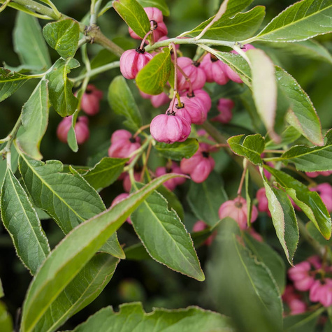 Trzmielina miododajna (C2)