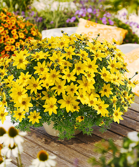 Bidens żółty Uczep Złoty deszcz SADZONKA