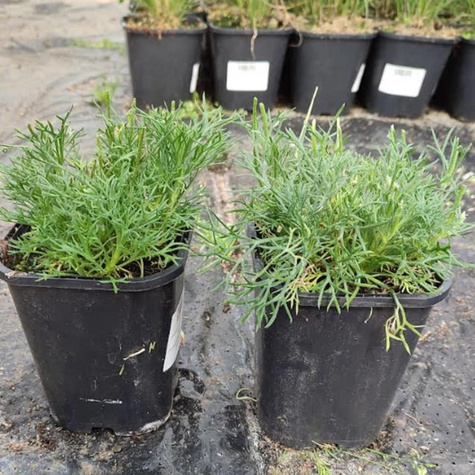 Stokrotka marokańska Casablanca (C2)