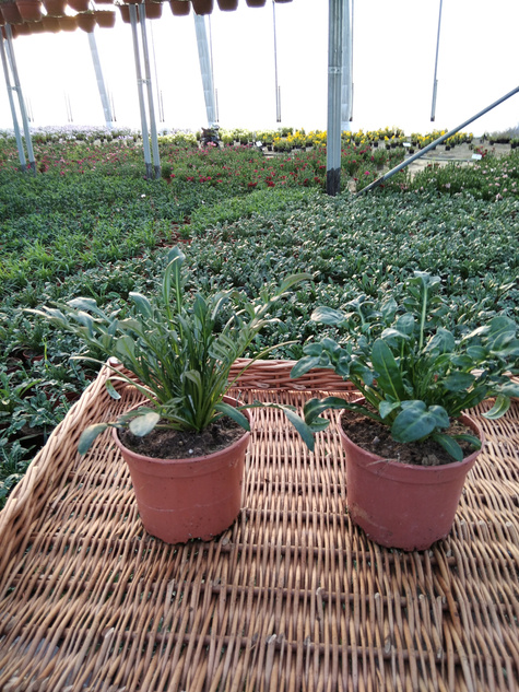 Gazania Kwiaty Otwarte w dzień Zamknięte noc "Śpiochy" Mix kolorów Słoneczny Kwiat SADZONKA