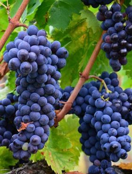 Winorośl winogrona Muscat Blue (C2)