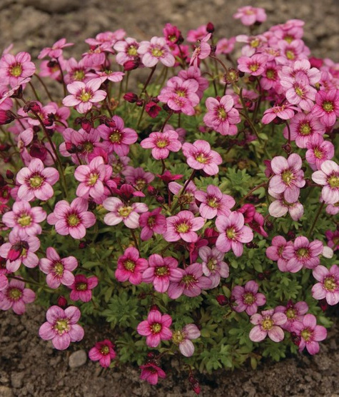 Skalnica Arendsa Alpino Deep Rose