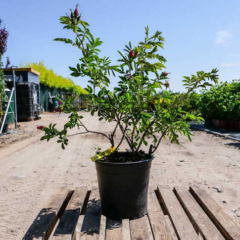 Róża Dart's Defender 'Defender'