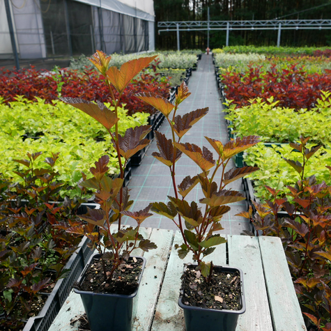 Pęcherznica kalinolistna Schuch (P9)