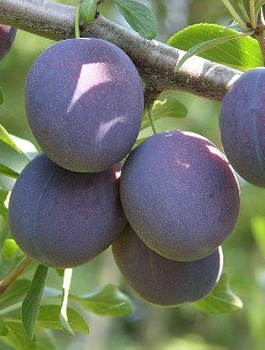 Śliwa Valor Plant Pack