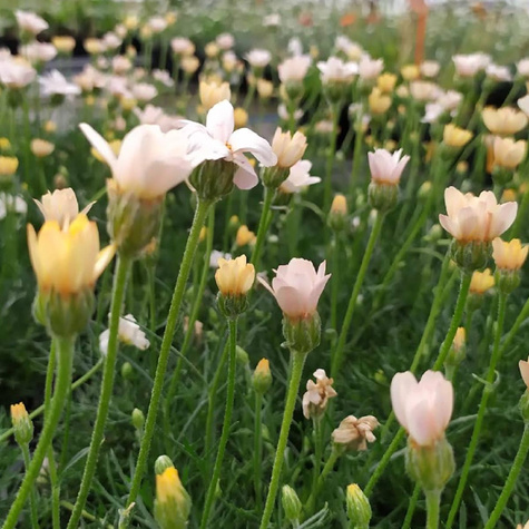 Stokrotka marokańska Zagora Orange (C2)