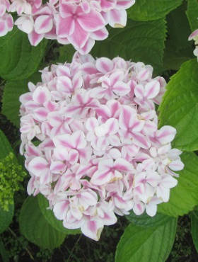 Hortensja ogrodowa japońska Peppermint (P9)