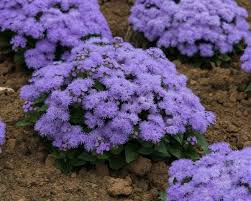 Żeniszek meksykański