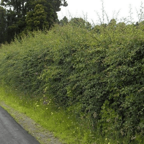 Głóg jednoszyjkowy leczniczy w pojemniku (C2)