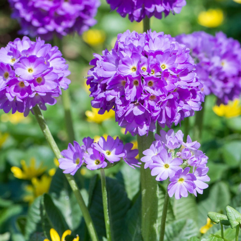 Pierwiosnek ząbkowany Lilac (C2)