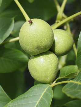 Orzech Włoski Chandler Szczepiony Plant Pack 