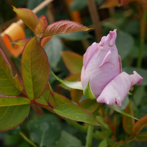 Róża pnąca fioletowo-różowa balot