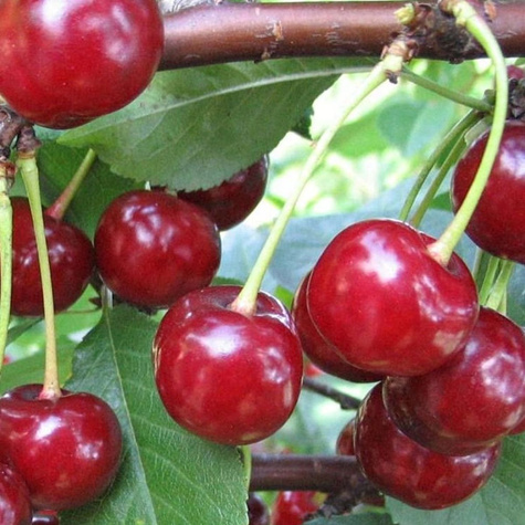 Wiśnia Erdi Bottermo Plant Pack