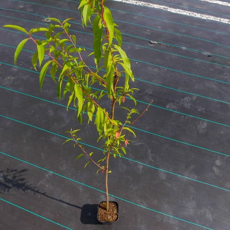 Podkładka Brzoskwini Siewka Rakoniewicka Silnie Rosnąca (C2)